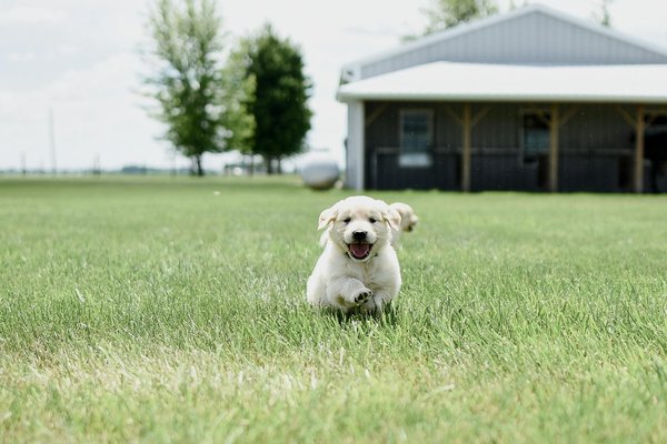 Accédez facilement à un vétérinaire pour le bien-être de votre animal