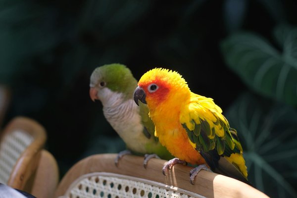 Comprendre le comportement des chevaux