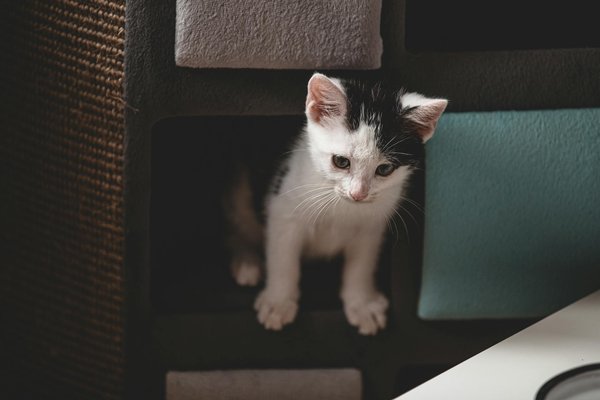 Que faire si votre chat apporte une souris vivante à la maison?