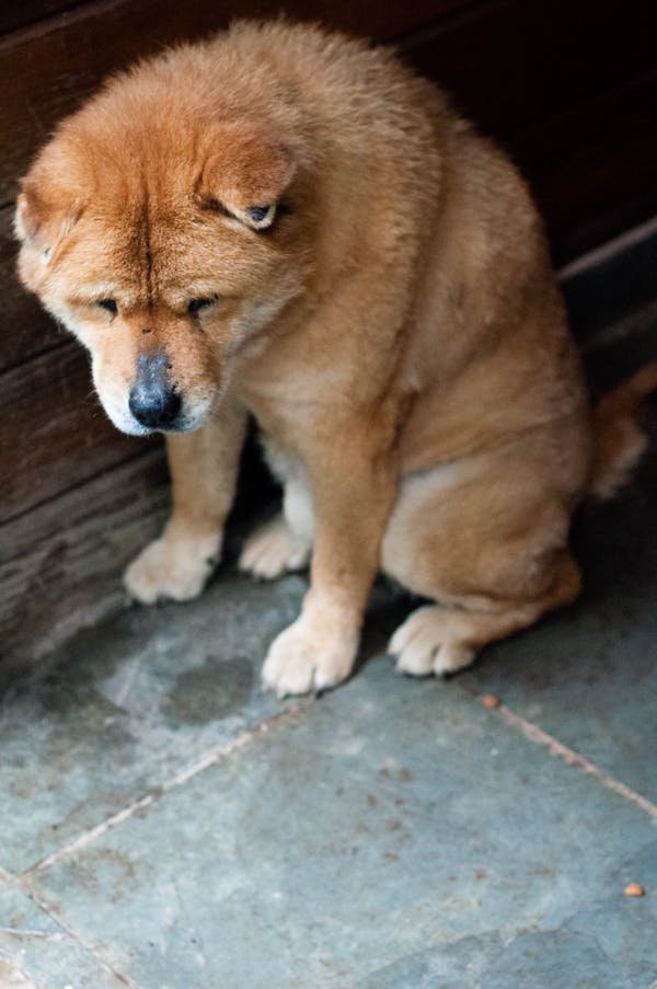 Crème apaisante pour chien : soulager les irritations rapidement
